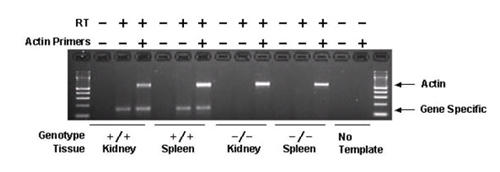 RT-PCR Analysis