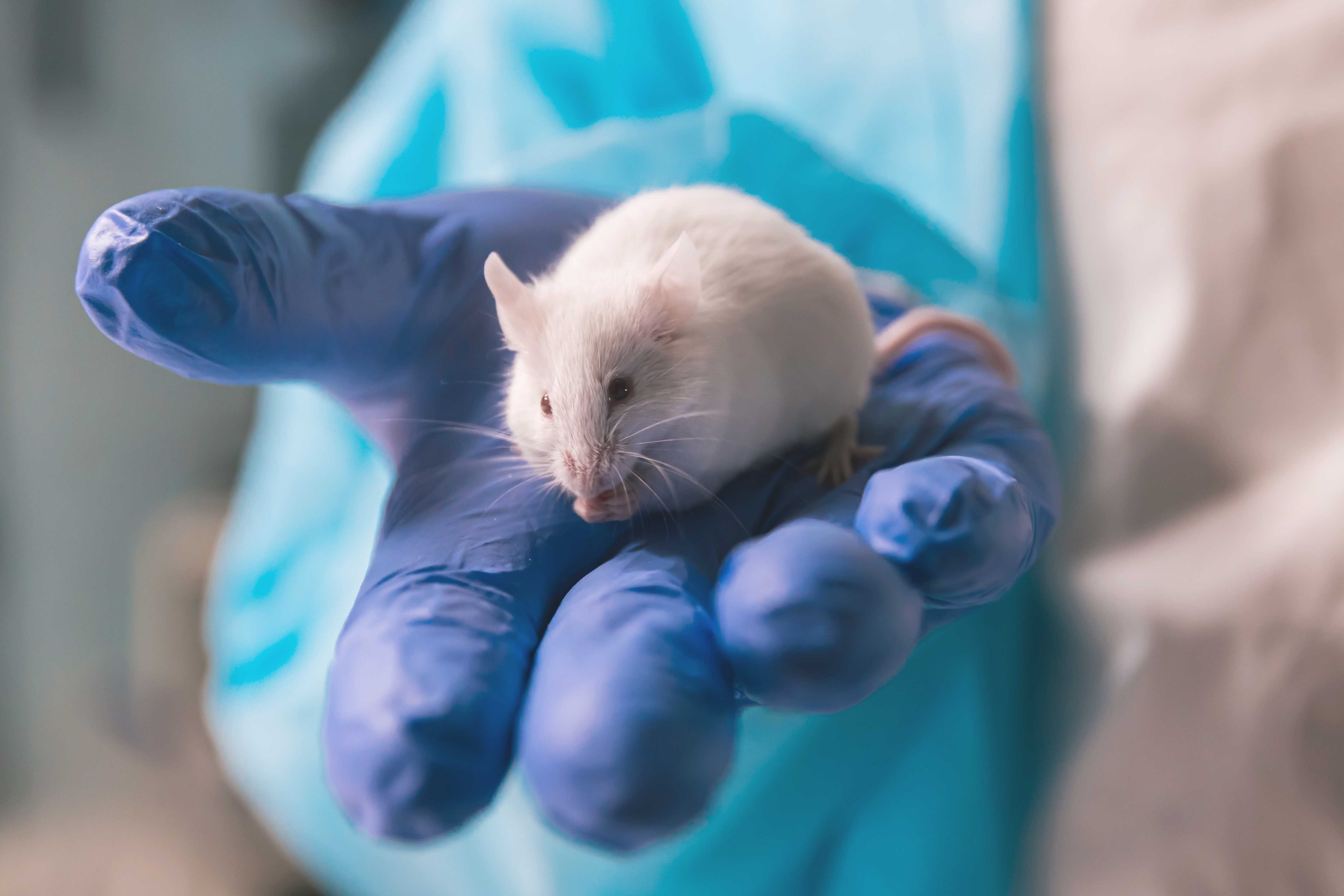 Non-Invasive Staging of Liver Disease in C57BL/6NTac Mice | Taconic ...