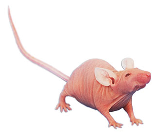 NMRI nude | Taconic Biosciences