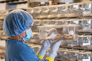 Animal care technician holding a caged model