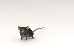Lab mice's ancestral 'Eve' gets her genome sequenced