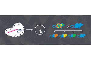 More Tooth, More Tail in CRISPR Operations