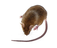 Brown mouse, PDX mouse model