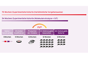 Relevante Mausmodelle schneller und effektiv züchten
