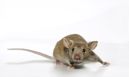 c3h inbred mouse model