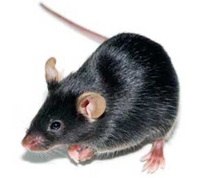 Cre Deleter | Taconic Biosciences