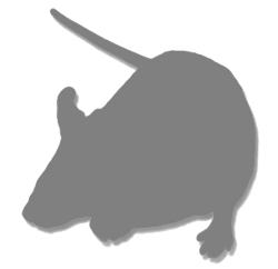 H2-Kb H2-Db Double Knockout | Taconic Biosciences