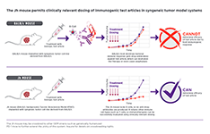 The Jh mouse permits clinically relevant dosing of immunogenic test articles in syngeneic tumor model systems