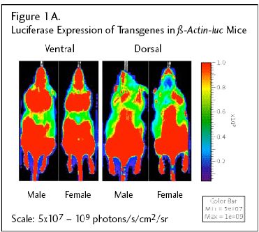 Luciferase Expression of Transgenes in β-Actin-luc Mice