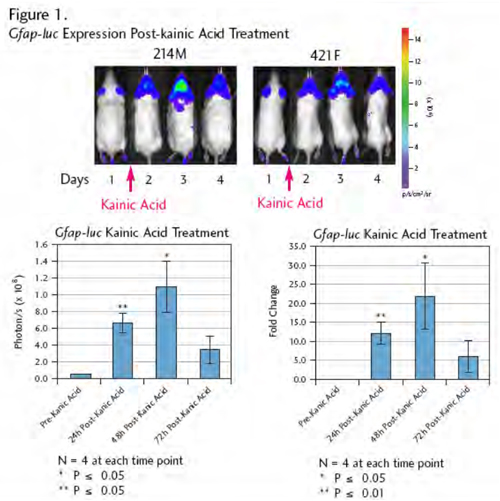 Gfap-luc Expression Post-kainic Acid Treatment