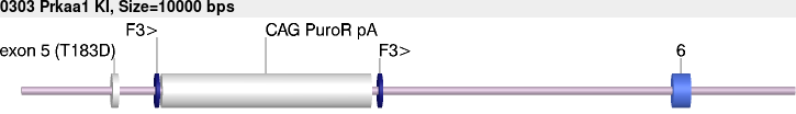 0303_Prkaa1_KI.gb.png