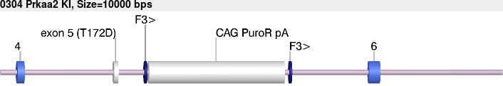 0304_Prkaa2_KI.gb.png