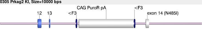 0305_Prkag2_KI.gb.png