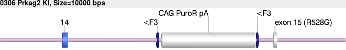 0306_Prkag2_KI.gb.png