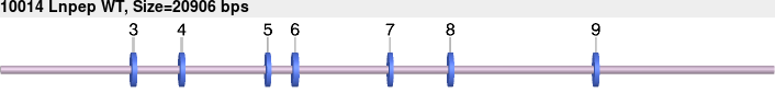 10014_Lnpep_WT.gb.png