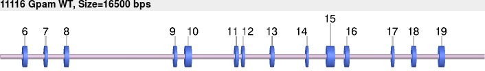 11116_Gpam_WT.gb.png