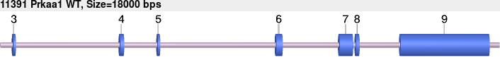 11391_Prkaa1_WT.gb.png