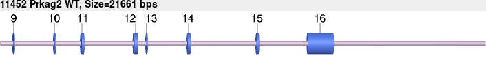 11452_Prkag2_WT.gb.png