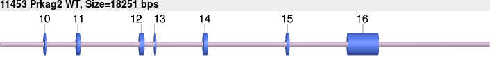 11453_Prkag2_WT.gb.png