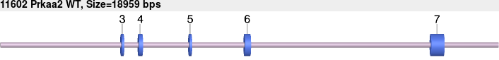 11602_Prkaa2_WT.gb.png