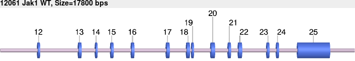 12061_Jak1_WT.gb.png