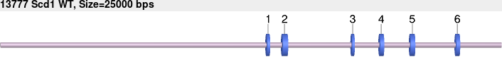 13777_Scd1_WT.gb.png