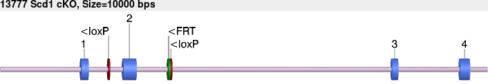 13777_Scd1_cKO.gb.png