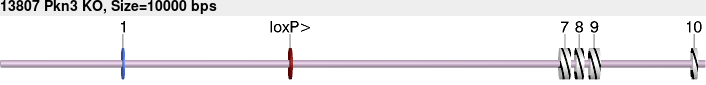 13807_Pkn3_KO.gb.png