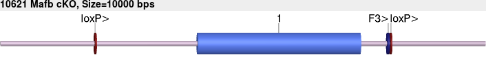 10621cko-allele.png
