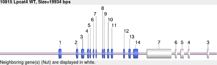 10815wt-allele.png