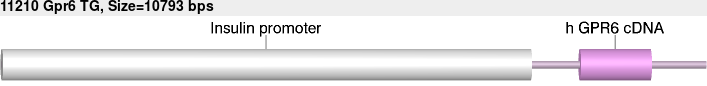 11210tg-allele.png
