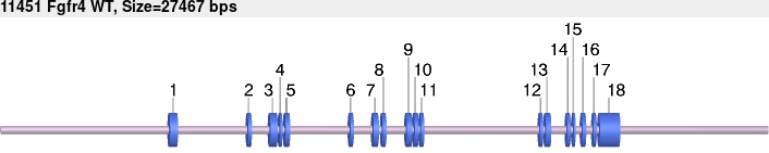 11451wt-allele.png