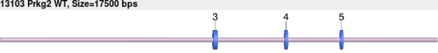 13103wt-allele.png