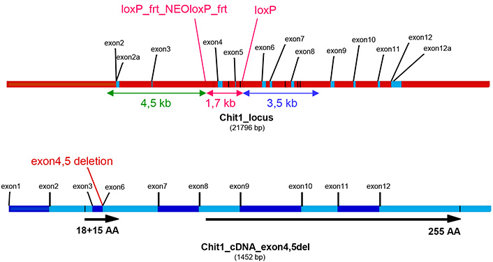 13773-Chit1_cKO-allele_diagram.jpg