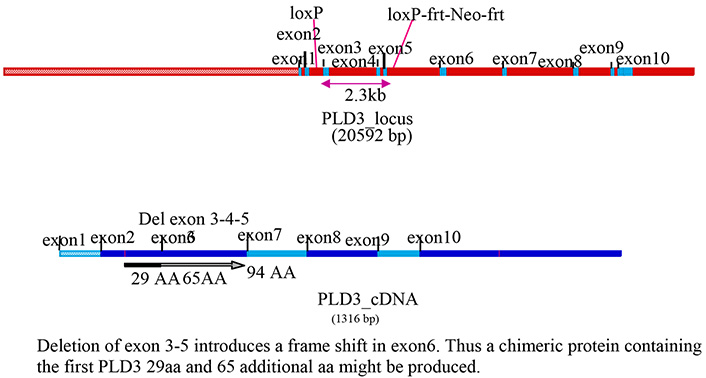 13775-Pld3_KO-allele_diagram.jpg