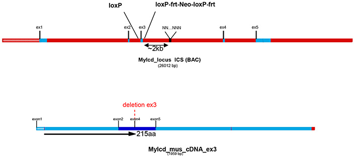 13794-Mlycd_cKO-allele_diagram.jpg
