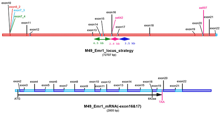 13798-Emr1_cKO-allele_diagram.jpg
