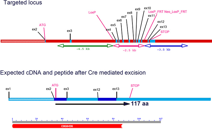 13804-Ccbl1_cKO-allele_diagram.png