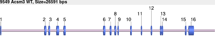9549wt-allele.png