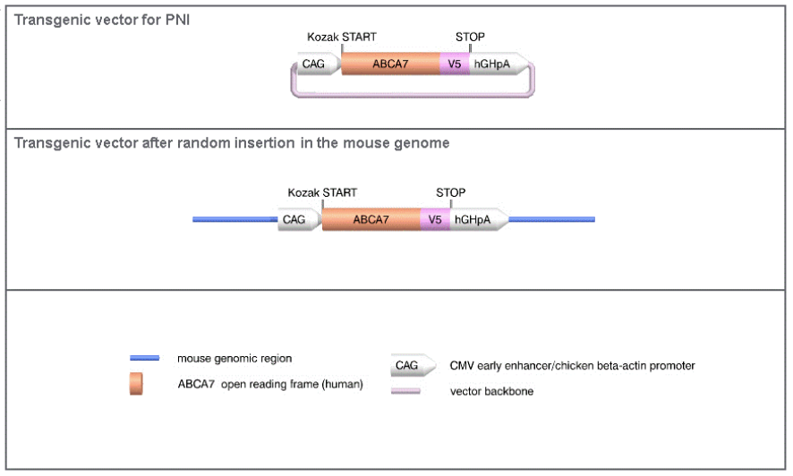 ABCA7 - Model 16655 - Tg Alleles