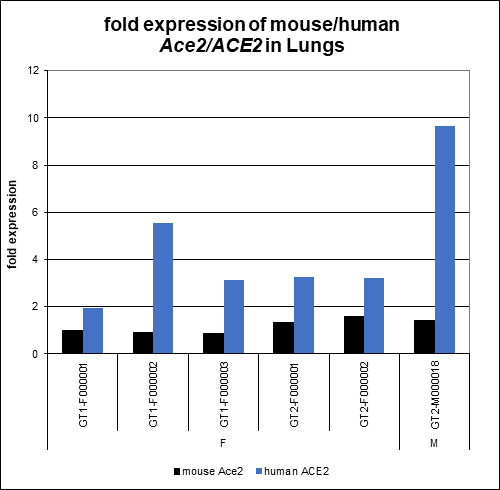 hACE2 AC70 mice express higher levels of human ACE2 mRNA in the lung compared to mouse Ace2 mRNA.