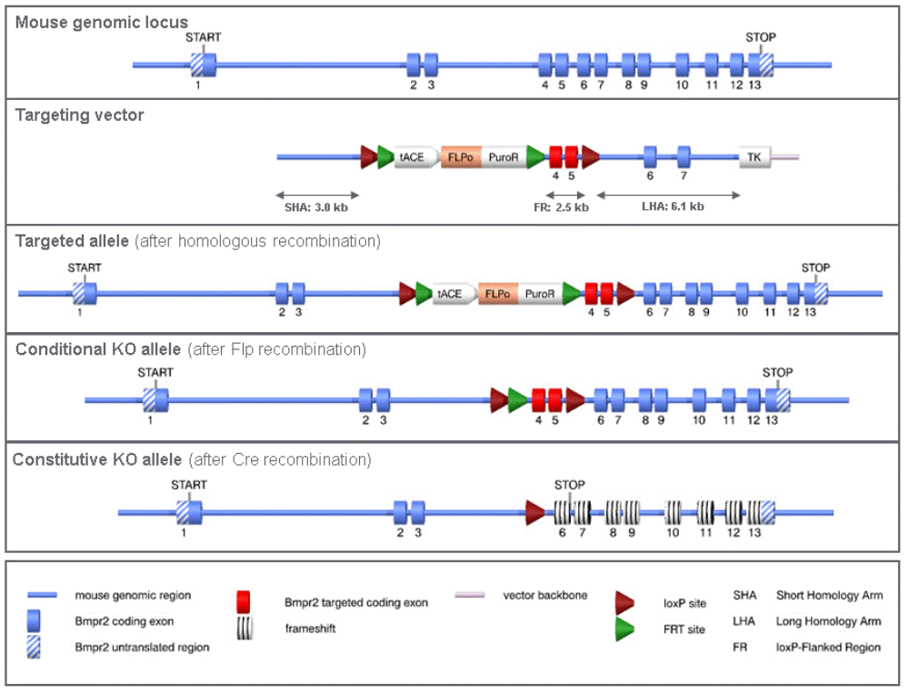 Bmpr2 - Model 17401 - cKO Alleles
