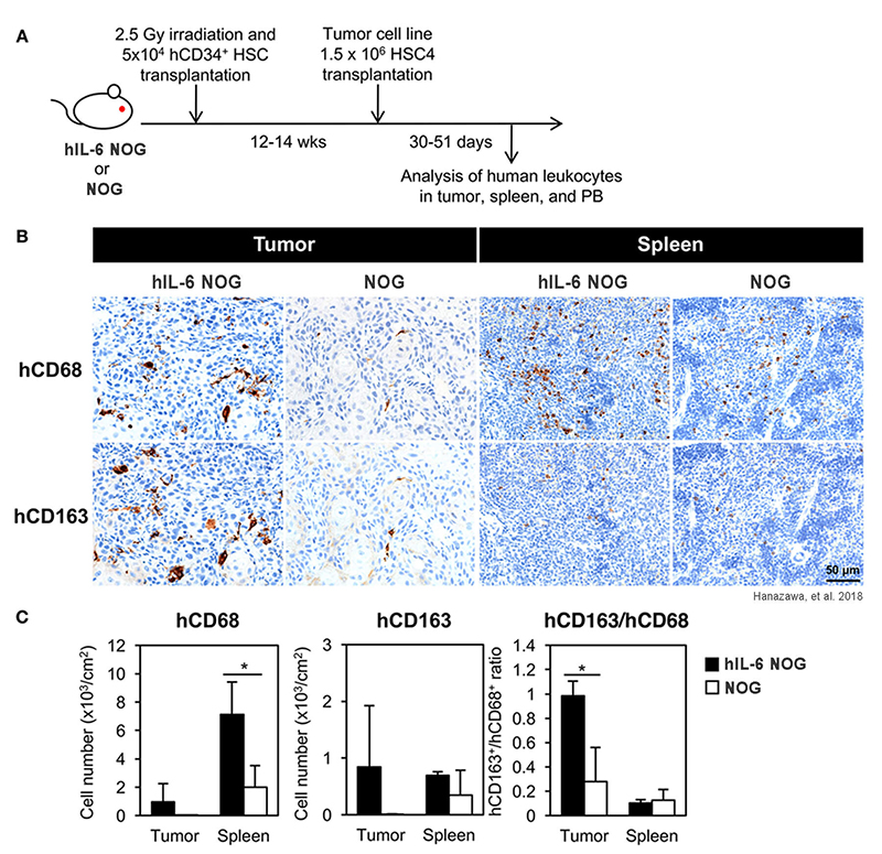 Development of human tumor-associated macrophages (TAMs) in tumor-engrafted humanized hIL-6 NOG mice
