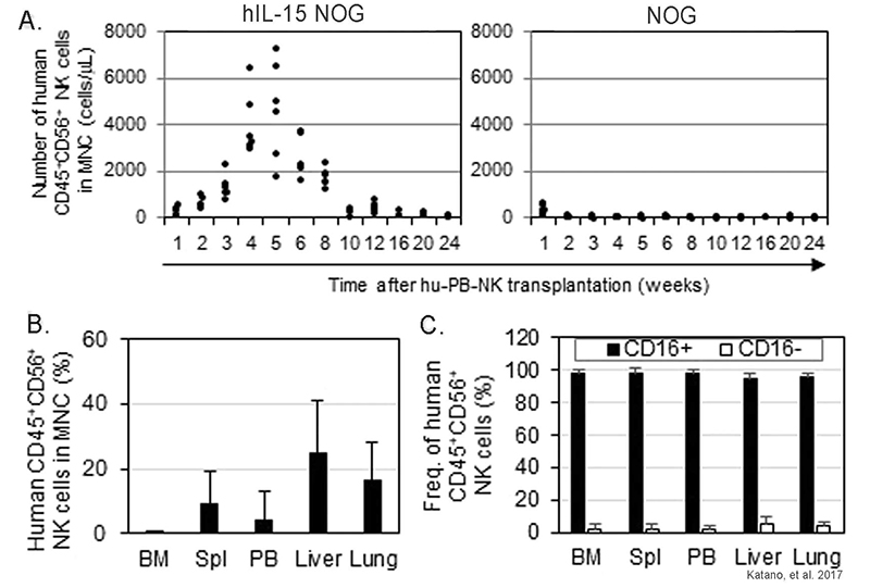 Distribution of long-term engrafting human NK cells in hIL-15 transgenic NOG