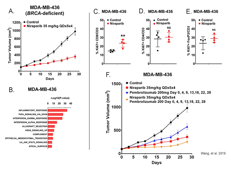 Durable anti-tumor response to combination therapy in huNOG-EXL BRCA-deficient tumor model