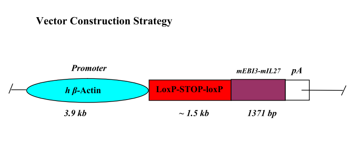 Il27 Model 11150 Alleles