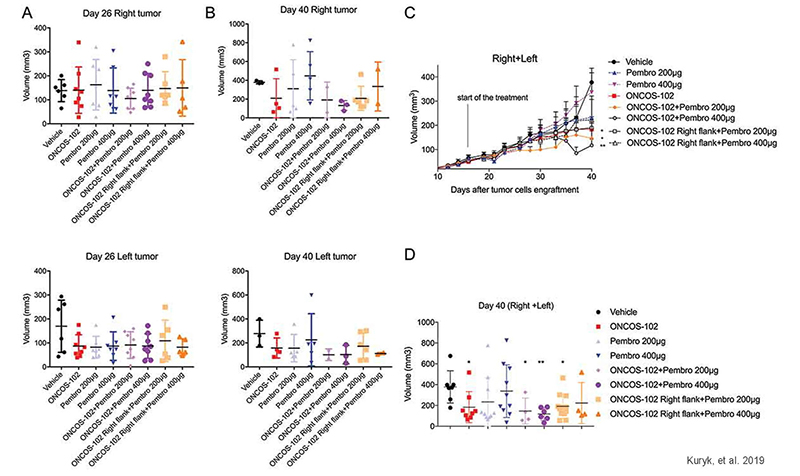 Combinatory treatment of oncolytic adenovirus with anti PD-1 shows synergistic anti-tumor effect in huNOG tumor model