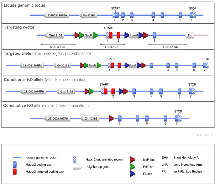 Havcr2 - Model 16686 - cKO Alleles