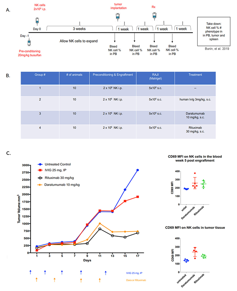 Human NK-cell engrafted hIL-15 NOG as a model for antibody-mediated NK cell depletion and ADCC