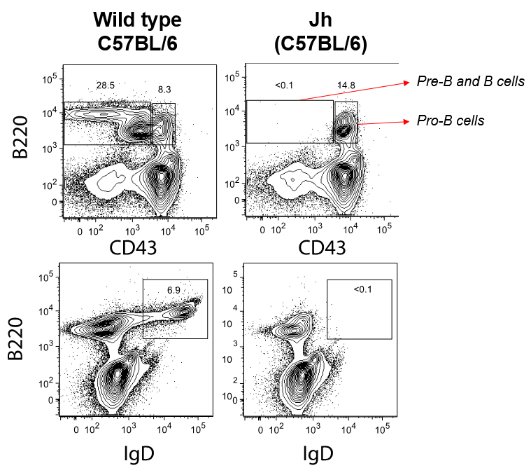 B cell development halts at pro-B cell stage without pre-B cell or mature B cells in the bone marrow and there is no IgD expression
